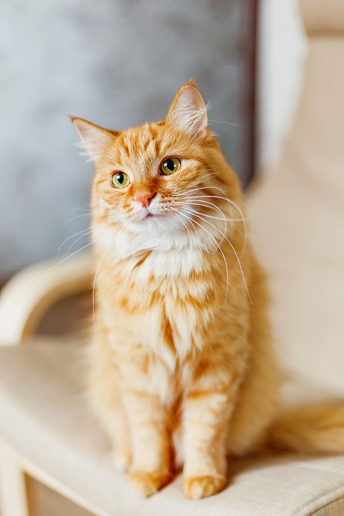 Cute ginger cat is sitting on chair. Fluffy pet looks curious. Cozy home background with funny pet.