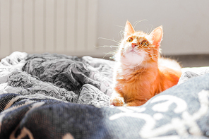Cute ginger cat lying in bed. Fluffy pet with sleepy expression on face.