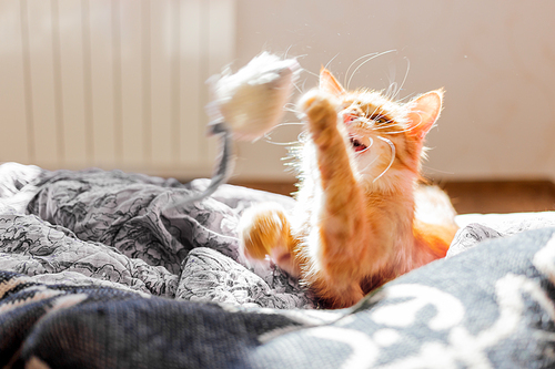 Cute ginger cat is playing with toy mouse. Fluffy pet lying in bed. Cozy home.