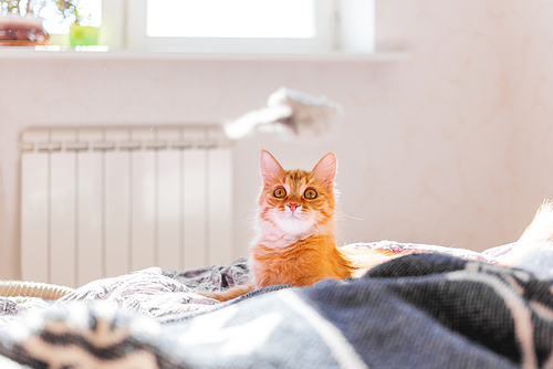 Cute ginger cat is playing with toy mouse. Fluffy pet lying in bed. Sunny morning in cozy home.