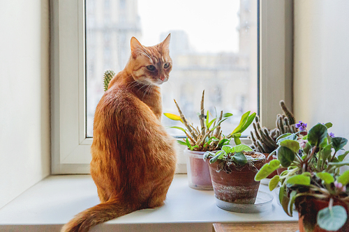 Cute ginger cat sitting on window sill near indoors decorative plants. Cozy home background with domestic fluffy pet.