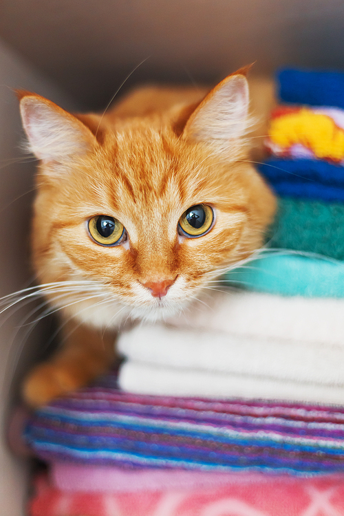 Cute ginger cat hides in a pile of towels. Fluffy pet with wary eyes tried to sleep in forbidden place - wardrobe with clean and ironed clothes and towels.