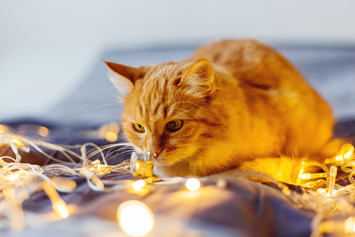 Cute ginger cat shiffing shining light bulbs. Fluffy pet looks curiously. Cozy home holiday background.