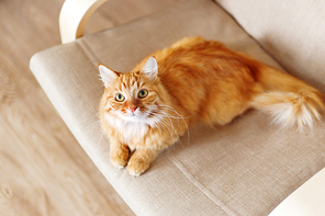 Cute ginger cat lying on chair. Fluffy pet comfortably settled to sleep. Cozy home background with funny pet.