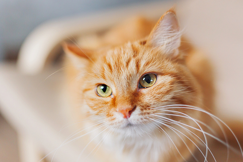Close up portrait of cute ginger cat. Fluffy pet looks tired. Cozy home background.