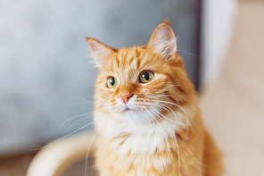 Close up portrait of cute ginger cat. Fluffy pet looks curious.