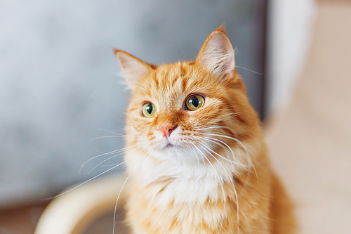 Close up portrait of cute ginger cat. Fluffy pet looks curious.