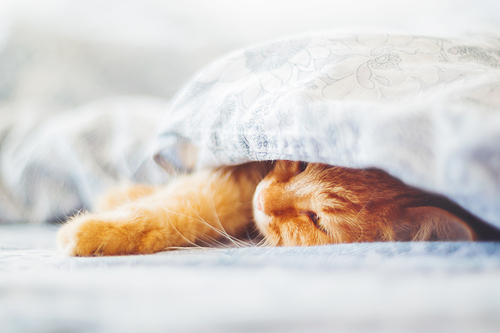 Cute ginger cat lying in bed under a blanket. Fluffy pet comfortably settled to sleep. Cozy home background with funny pet. Soft focus.