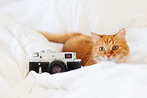 Cute ginger cat with old fashioned camera on white background. Place for text.