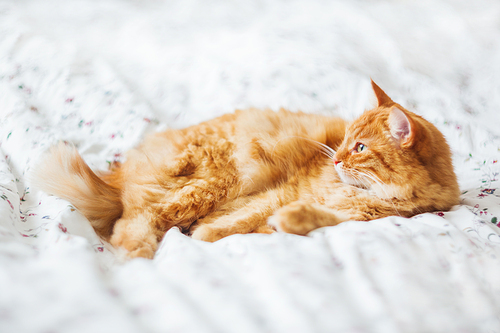 Cute ginger cat lying in bed. Fluffy pet looks curiously. Cozy home background.
