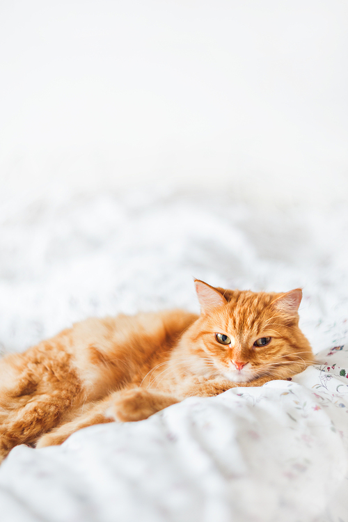 Cute ginger cat lying in bed. Fluffy pet looks angry. Cozy home background.