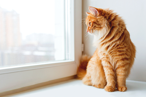 Cute ginger cat siting on window sill and waiting for something. Fluffy pet looks in window.