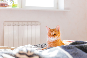 Cute ginger cat lying in bed. Fluffy pet with surprised expression on face. Sunny morning in cozy home.