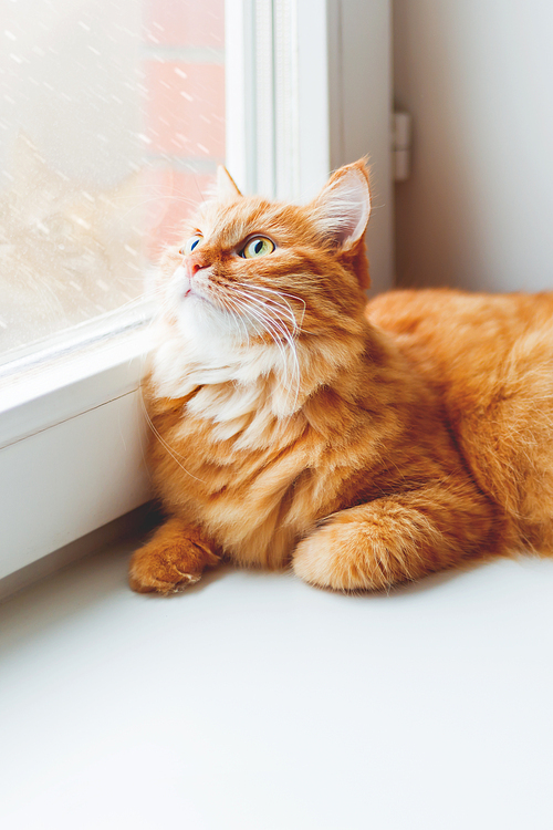 Cute ginger cat sitting on window sill and looking on falling snow. Cozy home background with domestic fluffy pet. Place for text.