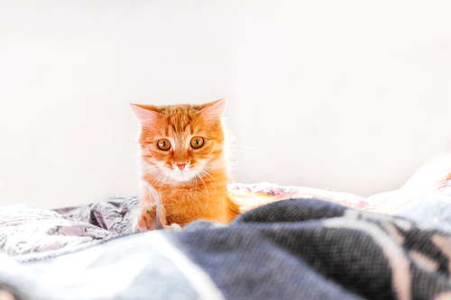 Cute ginger cat lying in bed. Fluffy pet with surprised expression on face.