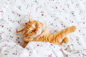 Cute ginger cat with funny expression on face lies under blanket on bed. The fluffy pet comfortably settled to sleep or to play. Cute cozy background, morning bedtime at home.