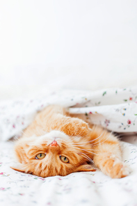 Cute ginger cat lying in bed under a blanket. Fluffy pet comfortably settled to sleep. Cozy home background with funny pet. Place for text.