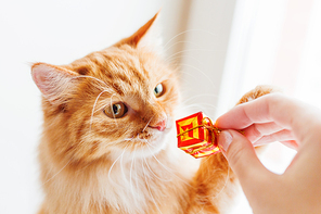 Woman bring a present to her cute ginger cat. Fluffy pet looks curiously on wrapped in sparkling paper box.