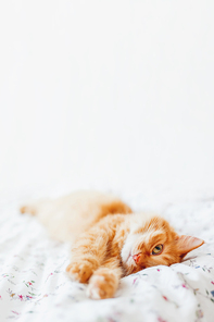 Cute ginger cat lying in bed. Fluffy pet comfortably settled to sleep. Cozy home background with funny pet. Place for text.