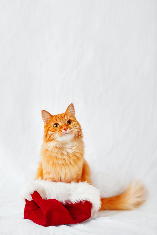 Ginger cat in Santa's hat. Christmas and New Year background with fluffy pet and place for text.