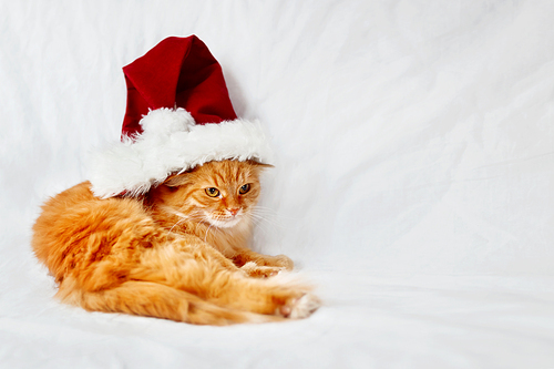 Angry ginger cat  in red christmas hat lies on bed. The fluffy pet comfortably settled to sleep. Cute christmas cozy background with place for your text.