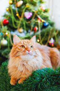 Cute ginger cat and Christmas tree. Fluffy funny pet sits in front of New Year decorated fur-tree. Cozy holiday background with place for text.