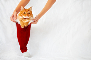 Women holds a red christmas hat with ginger cat in it. Cute christmas cozy background with place for your text. Symbol of christmas present or pet adoption.