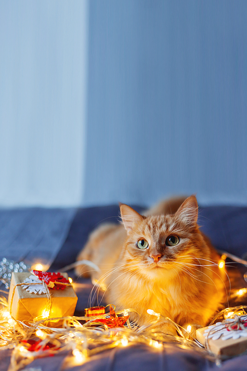 Cute ginger cat lying in bed with shining light bulbs and New Year presents in craft paper. Cozy home Christmas holiday background. Place for text.