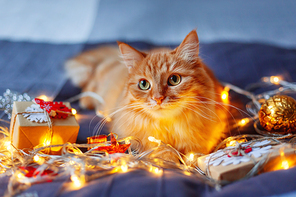 Cute ginger cat lying in bed with shining light bulbs and New Year presents in craft paper. Cozy home Christmas holiday background.
