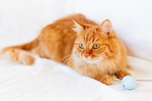 Ginger cat lies on bed with light blue toy ball. The fluffy pet comfortably settled to sleep or to play. Cute cozy background, morning bedtime at home.
