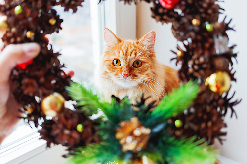 Cute ginger cat looks through handmade Christmas wreath, made of pinecones and decorations. Fluffy pet helps to decorate home to New Year.