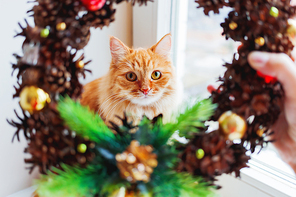 Cute ginger cat looks through handmade Christmas wreath, made of pinecones and decorations. Fluffy pet helps to decorate home to New Year.