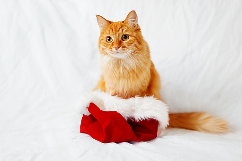 Cute ginger cat in Santa's hat. Christmas and New Year background with fluffy pet and place for text.
