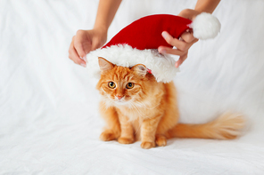 Women puts a red christmas hat on ginger cat. Cute christmas cozy background.