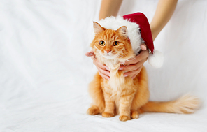 Women holds ginger cat in red christmas hat. Cute christmas cozy background with place for your text.