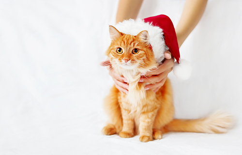 Women holds ginger cat in red Christmas hat. Cute New Year cozy background with place for your text. Symbol of holiday celebration or pet adoption.
