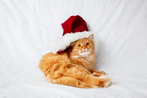 Ginger cat  in red christmas hat lies on bed. The fluffy pet comfortably settled to sleep. Cute christmas cozy background, morning bedtime at home.