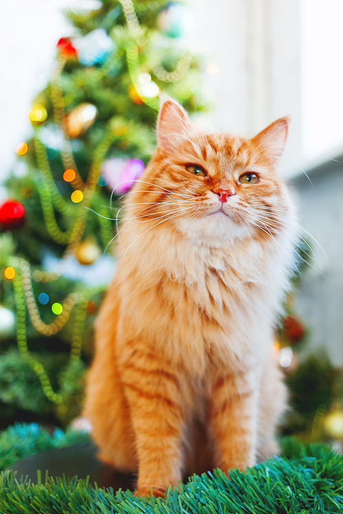 Cute ginger cat and New Year. Fluffy funny pet sits in front of decorated Christmas tree. Cozy holiday background.