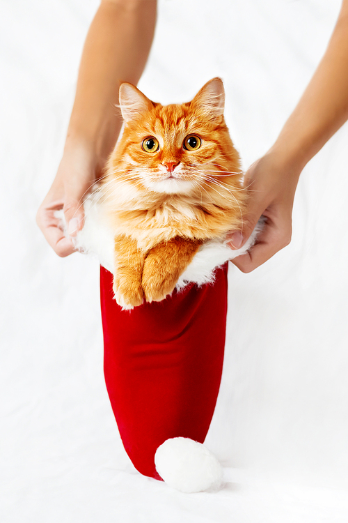 Women holds red Christmas hat with ginger cat in it. Cute New Year cozy background. Symbol of holiday present or pet adoption.