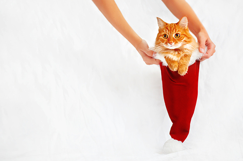Women holds red Christmas hat with ginger cat in it. Cute New Year cozy background with place for your text. Symbol of holiday present or pet adoption.