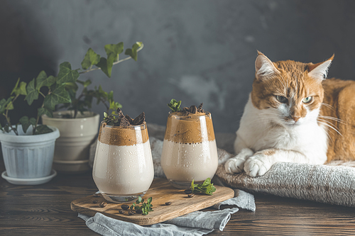 Cute red white cat relaxing on plaid. Two glasses of Iced Dalgona coffee. Trend korean drink latte espresso with coffee. Dark rustic style. Cozy home concept. Stay at home and relax.