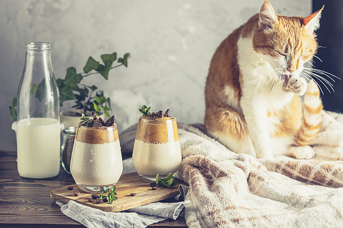 Cute red white cat relaxed near two glasses of Iced Dalgona Coffee on dark wooden surface. Trend korean drink latte espresso with coffee. Cozy home concept. Stay at home and relax