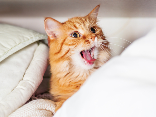 Cute ginger cat is yawning on a pile of clothes. Fluffy pet is sleeping on shelf in wardrobe.