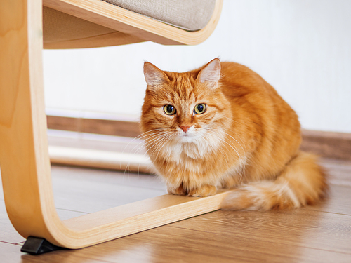 Cute ginger cat is hiding under chair with wooden legs. Fluffy pet is staring from floor. Curious domestic animal.