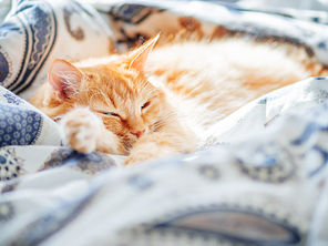 Cute ginger cat sleeping in bed. Fluffy pet in cozy home background.