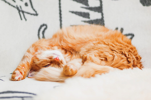 Cute ginger cat sleeping in bed. Cozy home background.