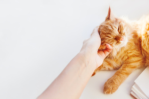 Woman stroking a cute ginger cat. Fluffy pet frowning of pleasure. Cozy home background. Pet adoption.
