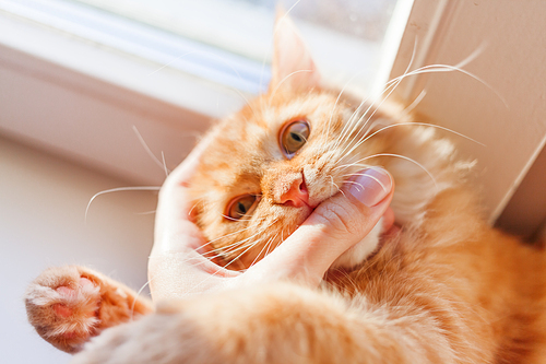 Cute ginger cat biting human hand. Cozy morning at home. Playful fluffy pet.