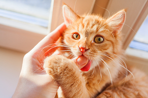 Cute ginger cat biting human hand. Cozy morning at home. Playful fluffy pet.