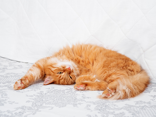 Cute ginger cat lying in bed. Fluffy pet stretching. Cozy home background, morning bedtime.
